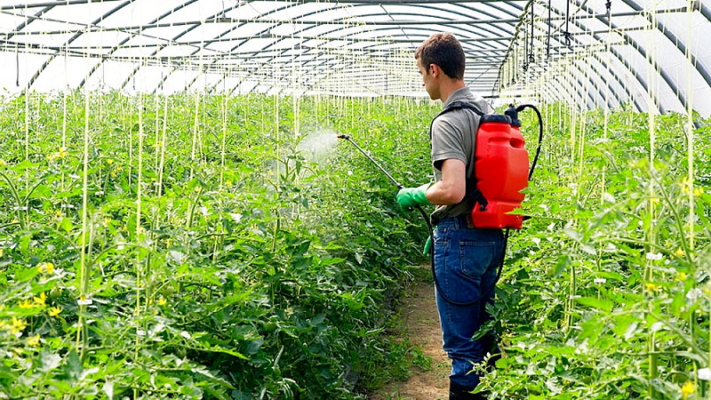 Anleitung zur Verwendung von HOM zur Verarbeitung von Tomaten: Nuancen für Freiland und Gewächshäuser, Vorsichtsmaßnahmen