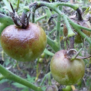 Anleitung zur Verwendung von HOM zur Verarbeitung von Tomaten: Nuancen für Freiland und Gewächshäuser, Vorsichtsmaßnahmen