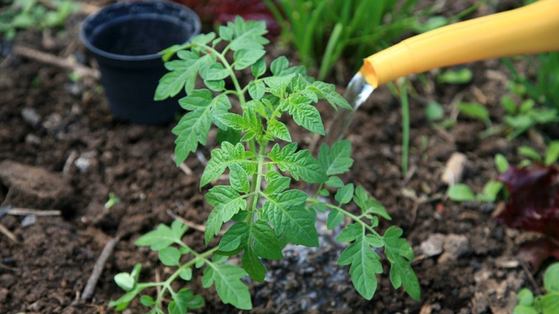 Wie und was man Tomaten während der Blüte und Fruchtbildung füttert, um eine reiche Ernte an großen Tomaten zu erzielen