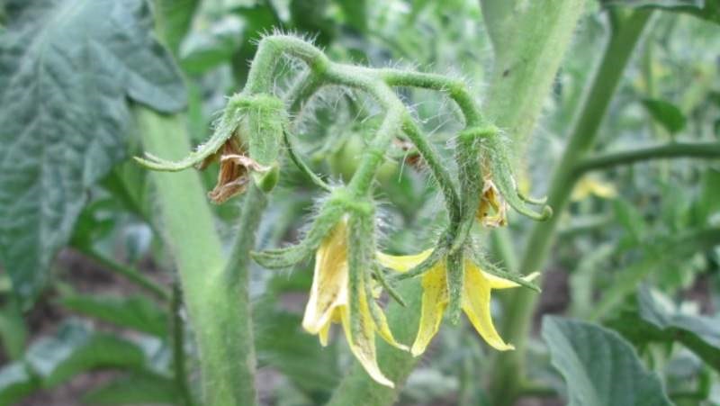 Wie und was man Tomaten während der Blüte und Fruchtbildung füttert, um eine reiche Ernte an großen Tomaten zu erzielen