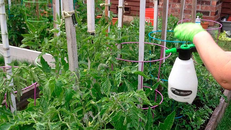 Wie und was man Tomaten während der Blüte und Fruchtbildung füttert, um eine reiche Ernte an großen Tomaten zu erzielen