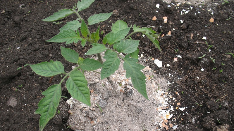 Wie und was man Tomaten während der Blüte und Fruchtbildung füttert, um eine reiche Ernte an großen Tomaten zu erzielen