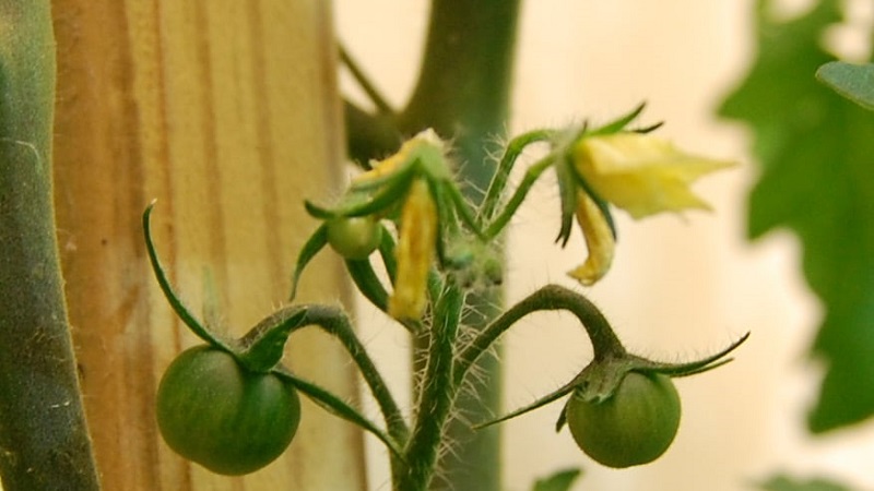 Wie und was man Tomaten während der Blüte und Fruchtbildung füttert, um eine reiche Ernte an großen Tomaten zu erzielen