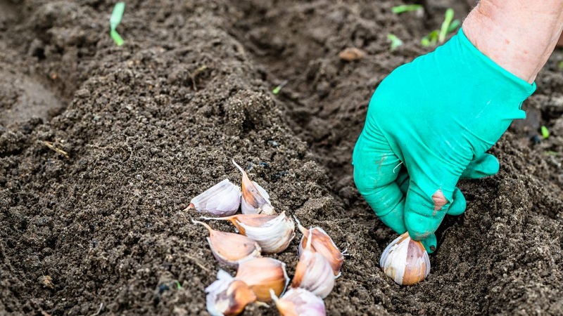 Wie man Knoblauch im Frühling richtig pflanzt