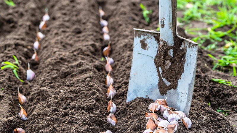 Wie man Knoblauch im Frühling richtig pflanzt