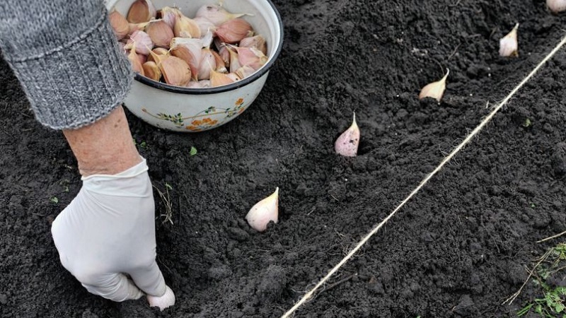 Wie man Knoblauch im Frühling richtig pflanzt