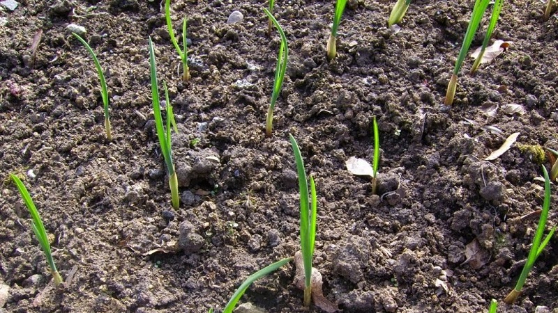 Wie man Knoblauch im Frühling richtig pflanzt