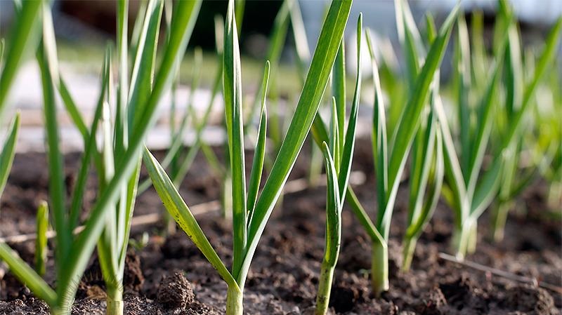 Wie man Knoblauch im Frühling richtig pflanzt