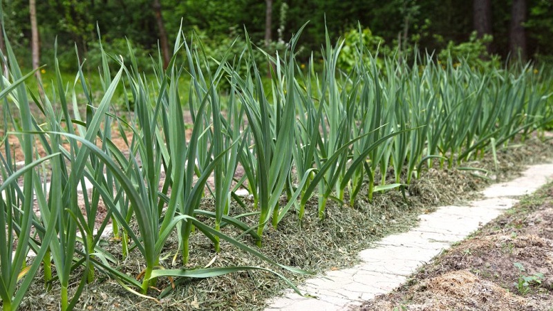 Wie man Knoblauch im Frühling richtig pflanzt