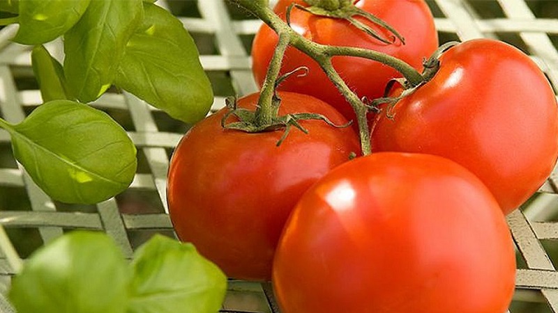 Wie man eine Tomate richtig anbaut Maryina Roshcha: Bewertungen, Fotos und der Ertrag einer frühen reifen Hybride