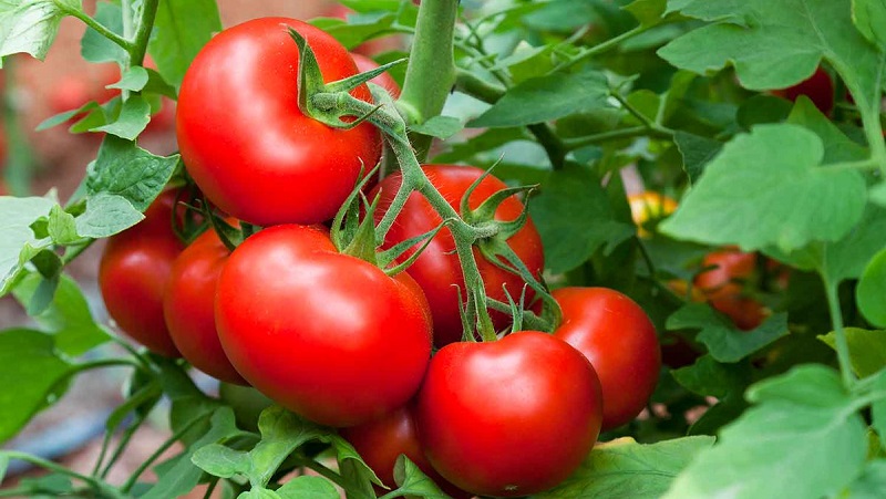 Wie man eine Tomate richtig anbaut Maryina Roshcha: Bewertungen, Fotos und der Ertrag einer frühen reifen Hybride