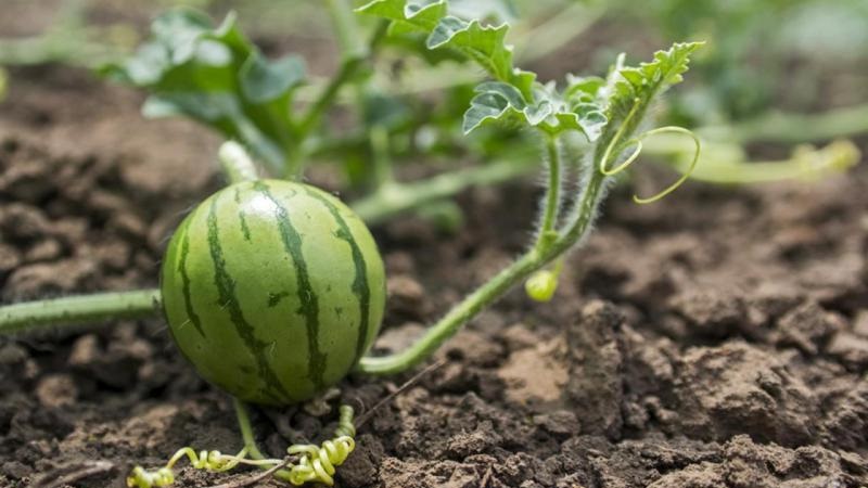 Wie man Wassermelonenkerne richtig keimt und was als nächstes mit dem fertigen Pflanzenmaterial zu tun ist