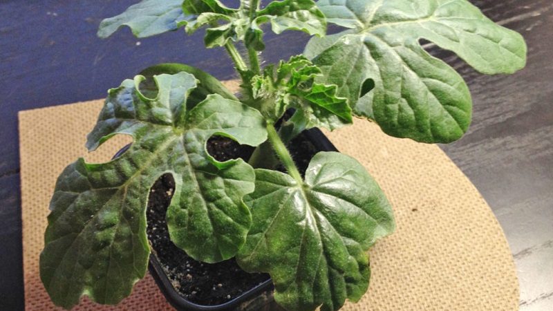 Wie man Wassermelonenkerne richtig keimt und was als nächstes mit dem fertigen Pflanzenmaterial zu tun ist