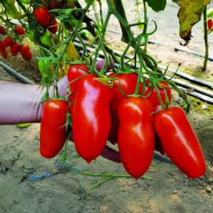 Ungewöhnliche Tomate mit saftigem Fruchtfleisch und ausgezeichnetem Geschmack - Cornabel f1