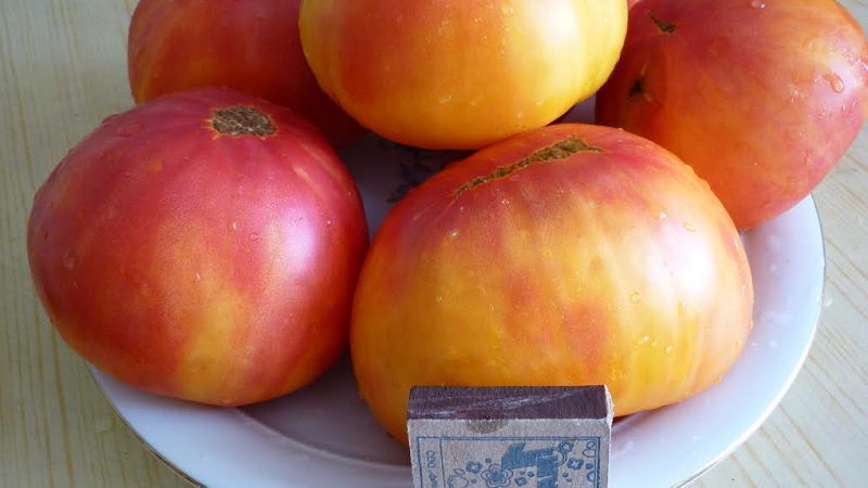 Großfruchtige Sorte, von der sich die Sommerbewohner freuen - Tomatenrätsel der Natur