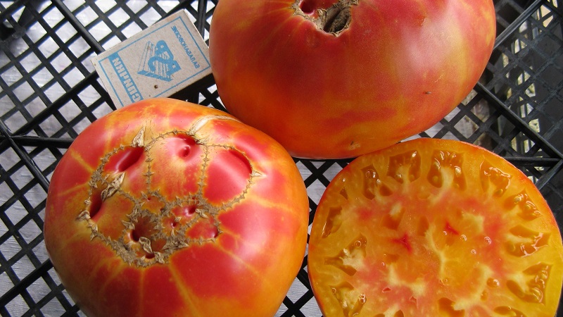 Großfruchtige Sorte, von der sich die Sommerbewohner freuen - Tomatenrätsel der Natur