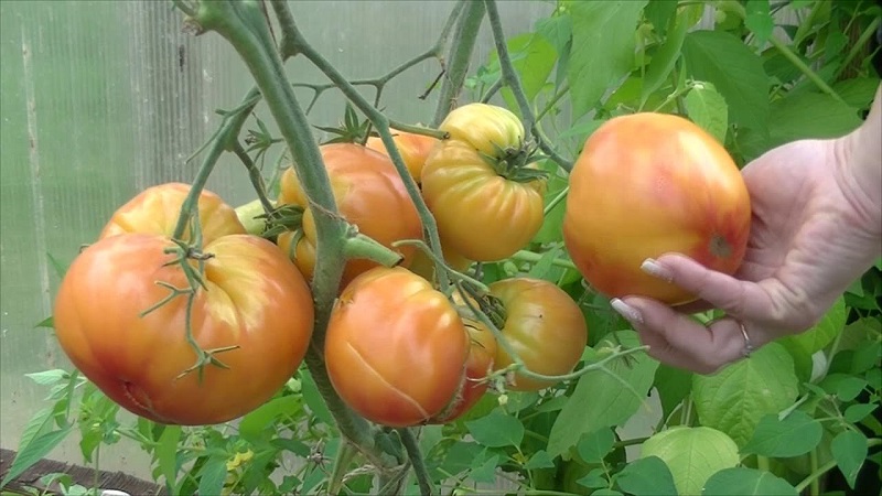 Großfruchtige Sorte, von der sich die Sommerbewohner freuen - Tomatenrätsel der Natur