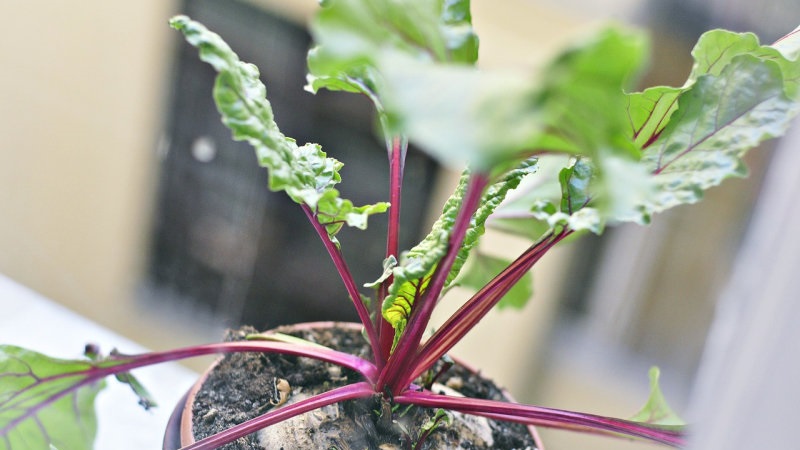 The best ways to harvest beet leaves for the winter and recipes from them