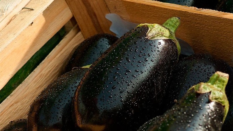 Ist Aubergine bei Gastritis möglich: Argumente für und gegen akzeptable Verwendungsmöglichkeiten