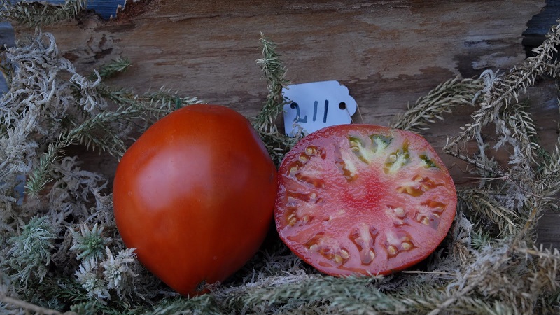 Fleshy and very tasty tomato Mishka clubfoot: reviews and agrotechnical techniques to increase the yield