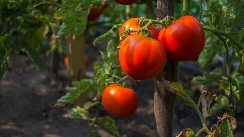 Fleshy and very tasty tomato Mishka clubfoot: reviews and agrotechnical techniques to increase the yield