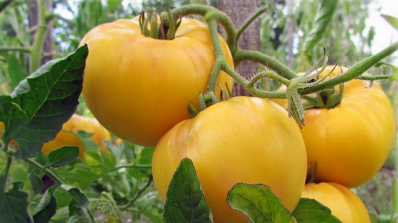 Benannt nach seiner Größe, der ungewöhnlichen Tomatengiraffe