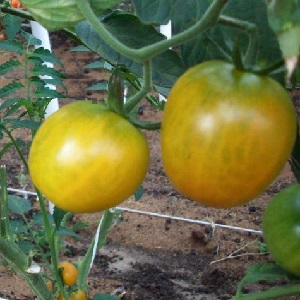 Benannt nach seiner Größe, der ungewöhnlichen Tomaten-Giraffe