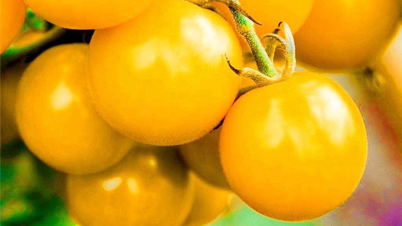 Benannt nach seiner Größe, der ungewöhnlichen Tomatengiraffe