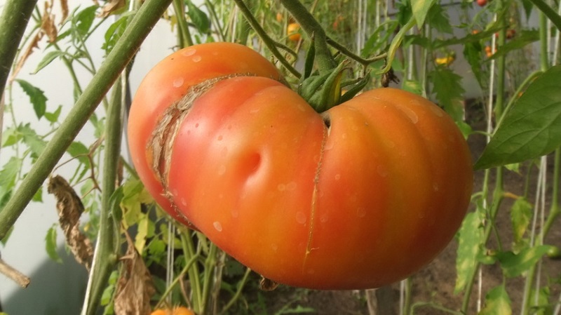 Unglaublich süßer und unglaublich schöner Tomatenhoniggruß