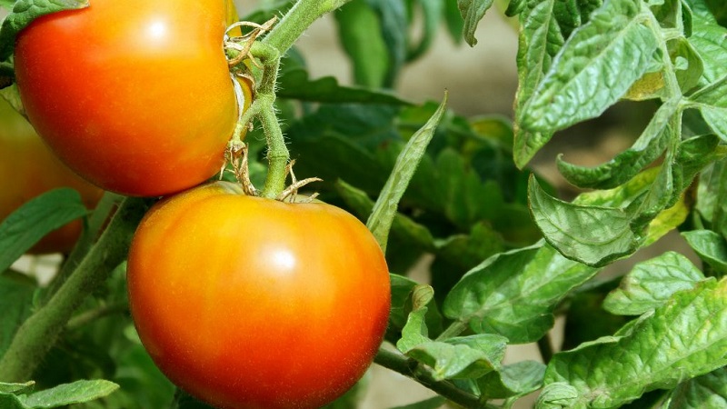 Unglaublich süßer und unglaublich schöner Tomatenhoniggruß