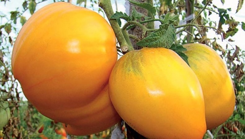 The newest promising variety that you will like is the tomato King of Siberia: photos and distinctive features