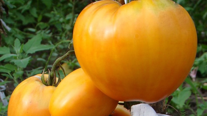 The newest promising variety that you will like is the tomato King of Siberia: photos and distinctive features