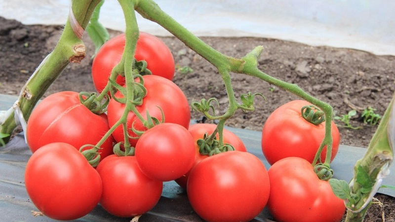 Eine neue Sorte, die es geschafft hat, die Herzen der Sommerbewohner zu erobern - die Big Mom-Tomate und die Geheimnisse des Anbaus großer Früchte