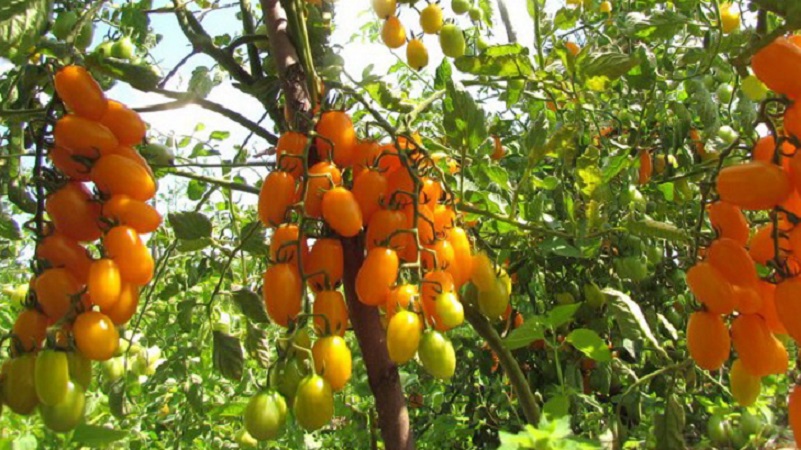 Von Kindern und Erwachsenen geliebt, eine helle Gewächshaus-Hybride mit einem fruchtigen Geschmack - Tomatendatum gelb