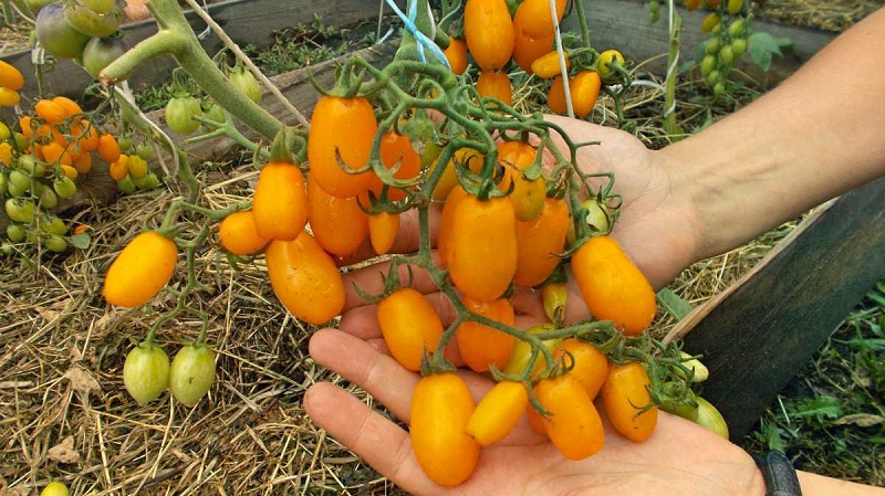 Von Kindern und Erwachsenen geliebt, eine helle Gewächshaus-Hybride mit einem fruchtigen Geschmack - Tomatendatum gelb