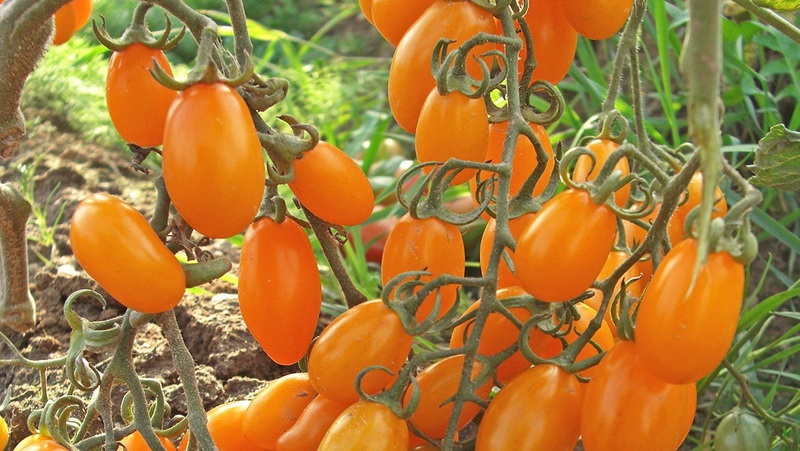 Von Kindern und Erwachsenen geliebt, eine helle Gewächshaus-Hybride mit einem fruchtigen Geschmack - Tomatendatum gelb