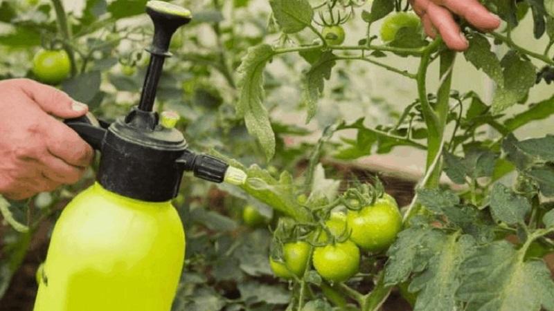 Geheimnisse erfahrener Sommerbewohner - Besprühen von Tomaten mit Jod: der Zweck der Verarbeitung und eine schrittweise Anleitung für die Umsetzung