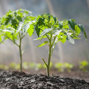 Geheimnisse erfahrener Sommerbewohner - Besprühen von Tomaten mit Jod: der Zweck der Verarbeitung und eine schrittweise Anleitung für die Umsetzung