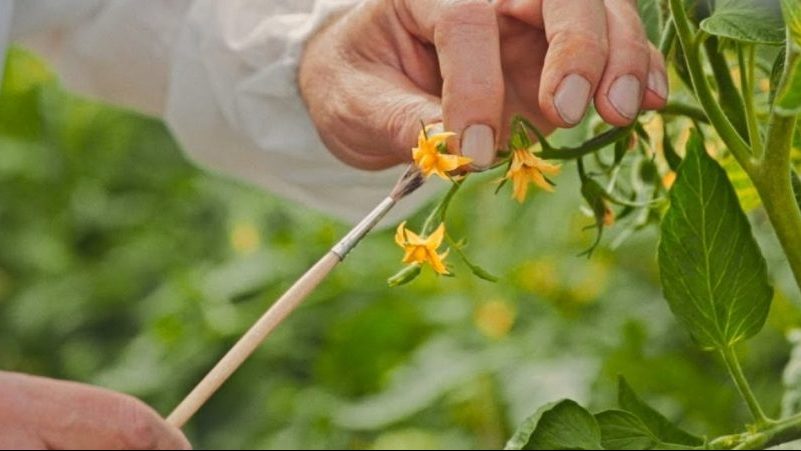 Wir korrigieren die Pflege von Tomaten: Warum blühen Tomaten nicht im Gewächshaus, wie man den Büschen richtig hilft