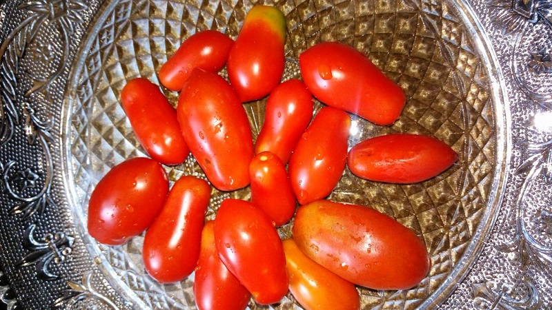 Warum Gärtner Tomatenspezialitäten so sehr mögen und wie man sie auf ihrem Gelände anbaut, nachdem sie eine reiche Ernte erhalten haben