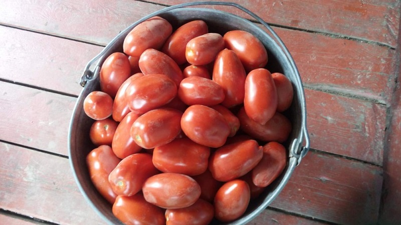 Warum Gärtner Tomatenspezialitäten so sehr mögen und wie man sie auf ihrem Gelände anbaut, nachdem sie eine reiche Ernte erhalten haben