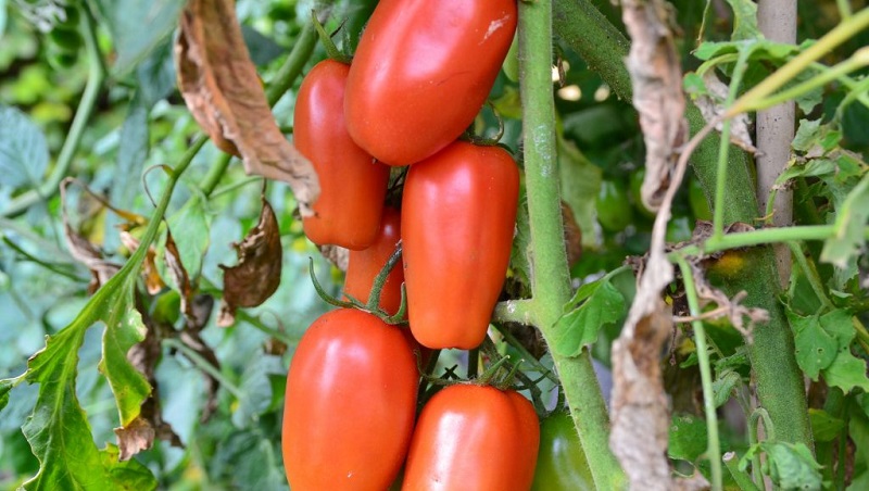 Warum Gärtner Tomatenspezialitäten so sehr mögen und wie man sie auf ihrem Gelände anbaut, nachdem sie eine reiche Ernte erhalten haben