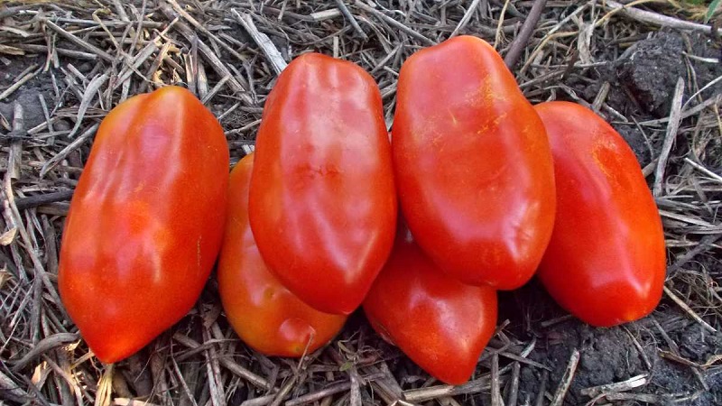 Warum Gärtner Tomatenspezialitäten so sehr mögen und wie man sie auf ihrem Gelände anbaut, nachdem sie eine reiche Ernte erhalten haben