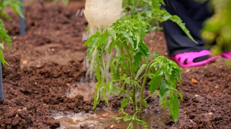 Einfache Regeln für einen Rekord-Tomatenertrag - Tomaten mit Harnstoff füttern: Warum wird es benötigt und wie geht das?