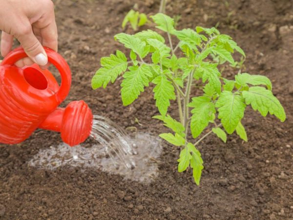 Einfache Regeln für einen Rekord-Tomatenertrag - Tomaten mit Harnstoff füttern: Warum wird es benötigt und wie geht das?