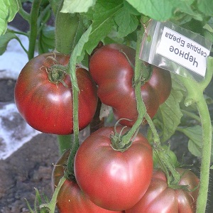 Eine vollständige Überprüfung der Tomate Black Heart Breda: Eigenschaften und Beschreibung der Sorte, ihre Vor- und Nachteile