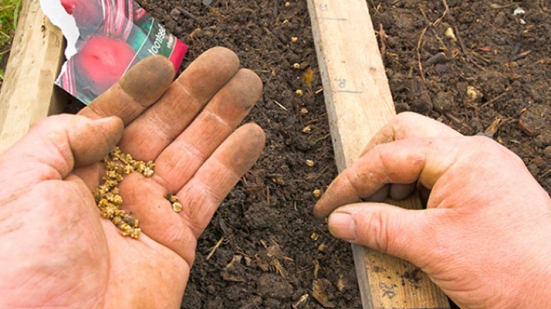 Schritt-für-Schritt-Anleitung zum Pflanzen von Rüben im Frühjahr auf offenem Boden und zur weiteren Pflege