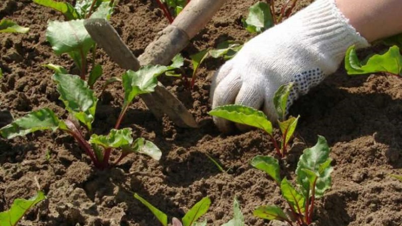 Schritt-für-Schritt-Anleitung zum Pflanzen von Rüben im Frühjahr auf offenem Boden und zur weiteren Pflege