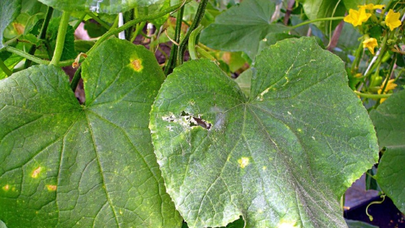 Prävention des Auftretens und wirksame Methoden zur Behandlung von Peronosporose bei Gurken