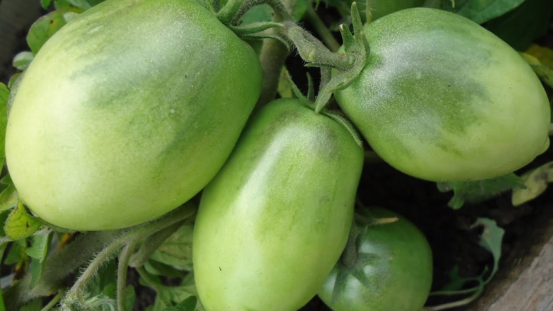 Eine früh reife Sorte, ideal für ein kühles Klima - Buyan-Tomate und Anleitung für den Anbau